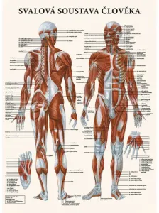 Vydavatelství Poznání Anatomický plakát - Svalová soustava člověka