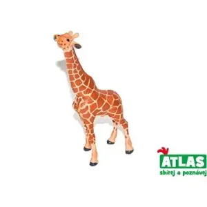 Atlas Žirafa #73933