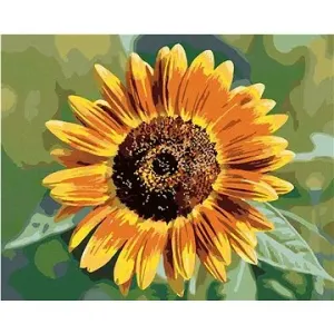 Květ slunečnice, 40×50 cm, vypnuté plátno na rám