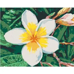 Malování podle čísel - Havajská květina