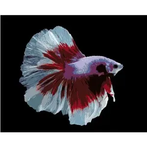 Bojovnice ryba bíločervená, 40×50 cm, bez rámu a bez vypnutí plátna