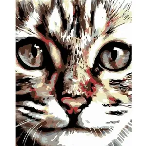 Malování podle čísel - Mourovaté kotě