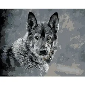 Vlk na šedém pozadí, 80×100 cm, vypnuté plátno na rám